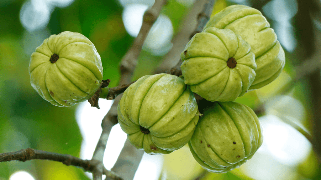 garcinia-cambogia