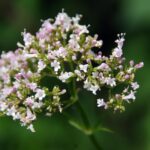 flor-de-valeriana